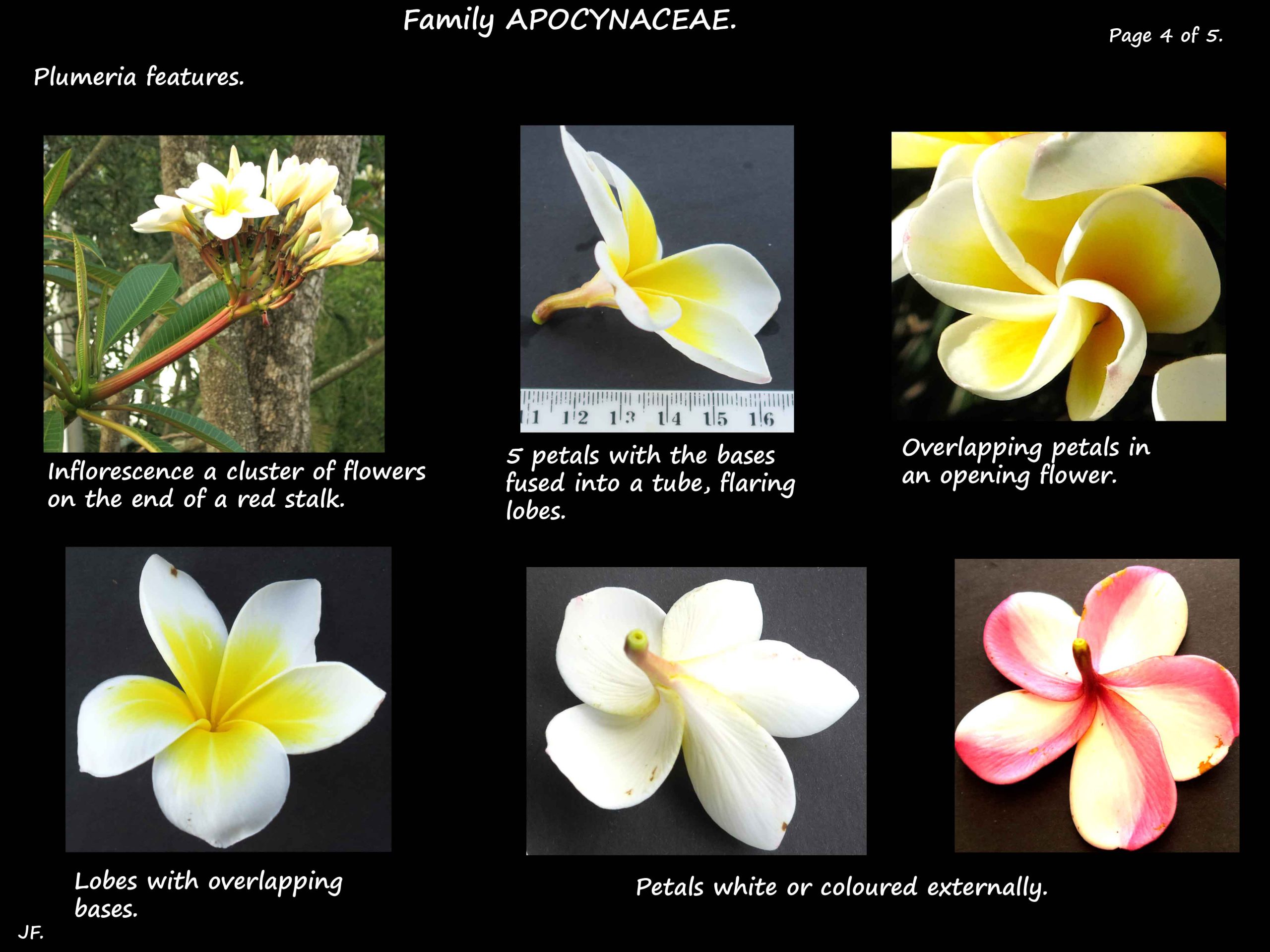 4 Frangipani flower colours